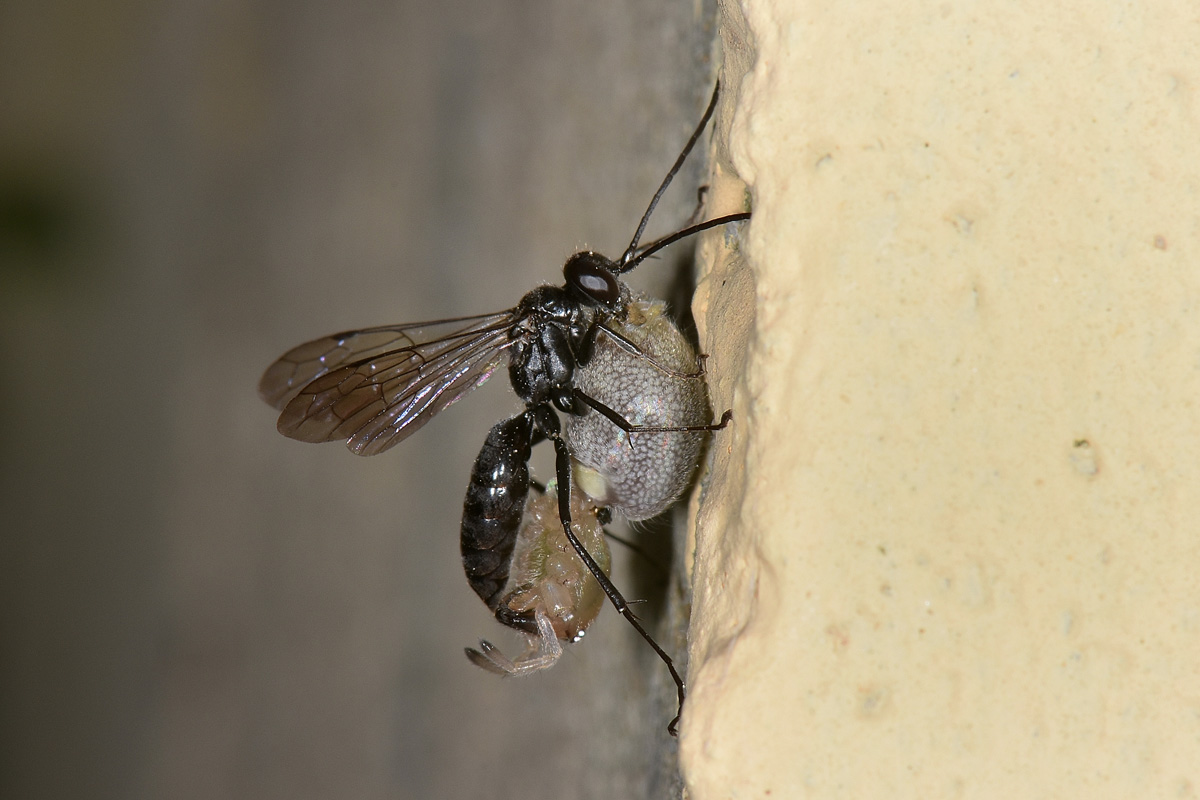 Pompilidae e Ichneumonidae suo parassitoide